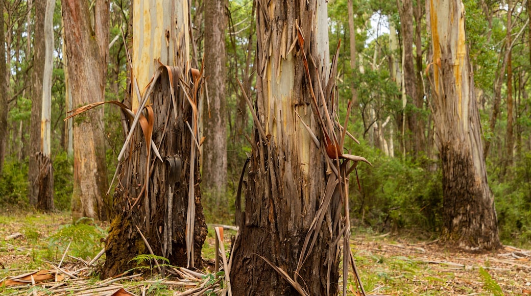 Stringybark Reserve showing tranquil scenes and forest scenes