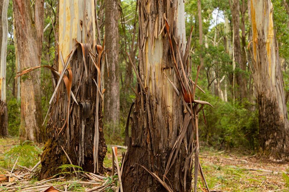 A forest with tall eucalyptus trees, some with peeling bark and branches.