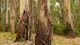 Stringybark Reserve showing tranquil scenes and forest scenes