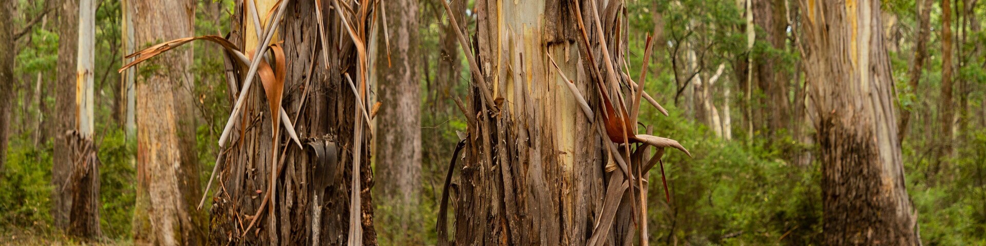 Stringybark Reserve showing tranquil scenes and forest scenes
