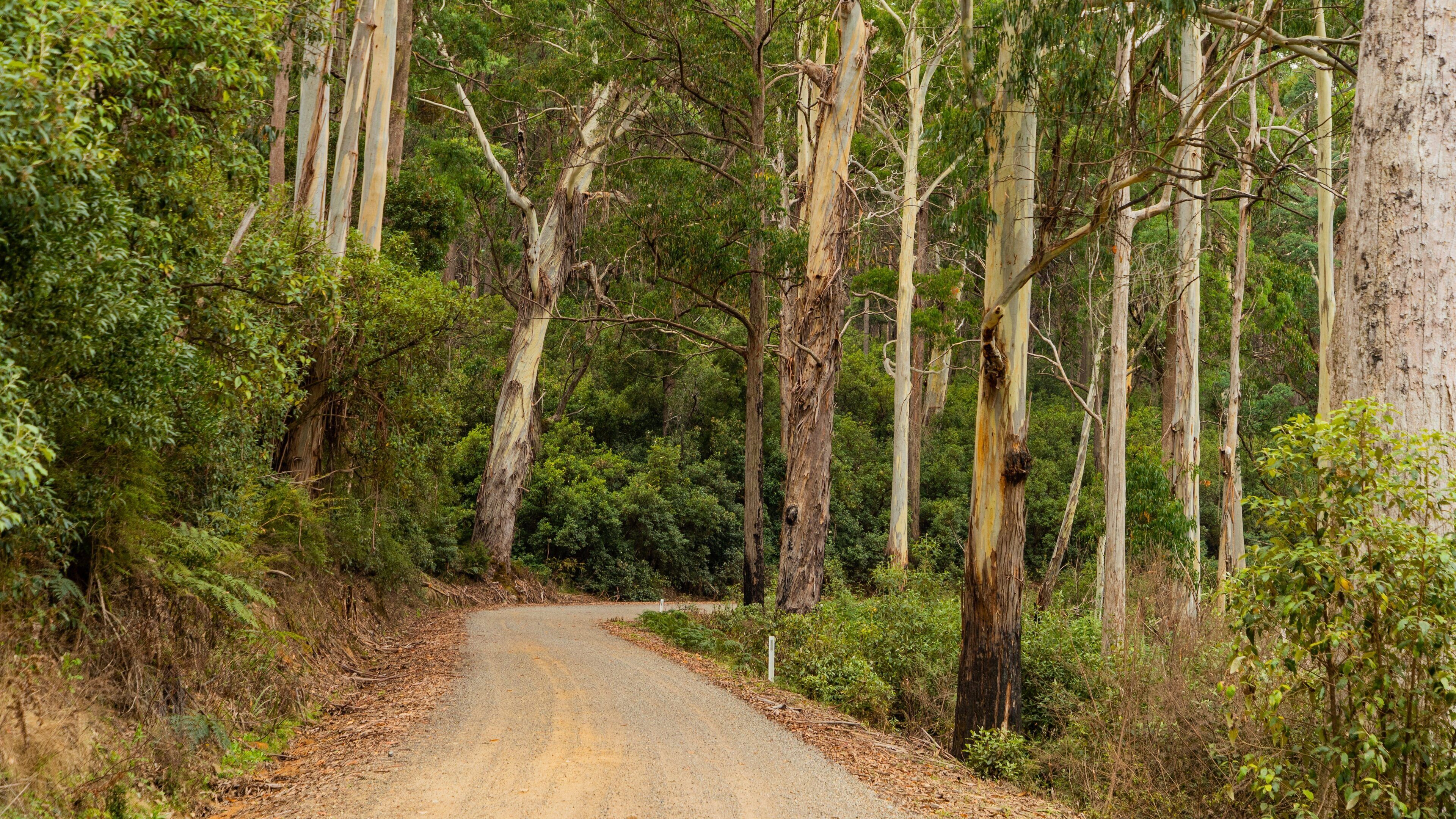 Stringybark Reserve showing forest scenes and tranquil scenes