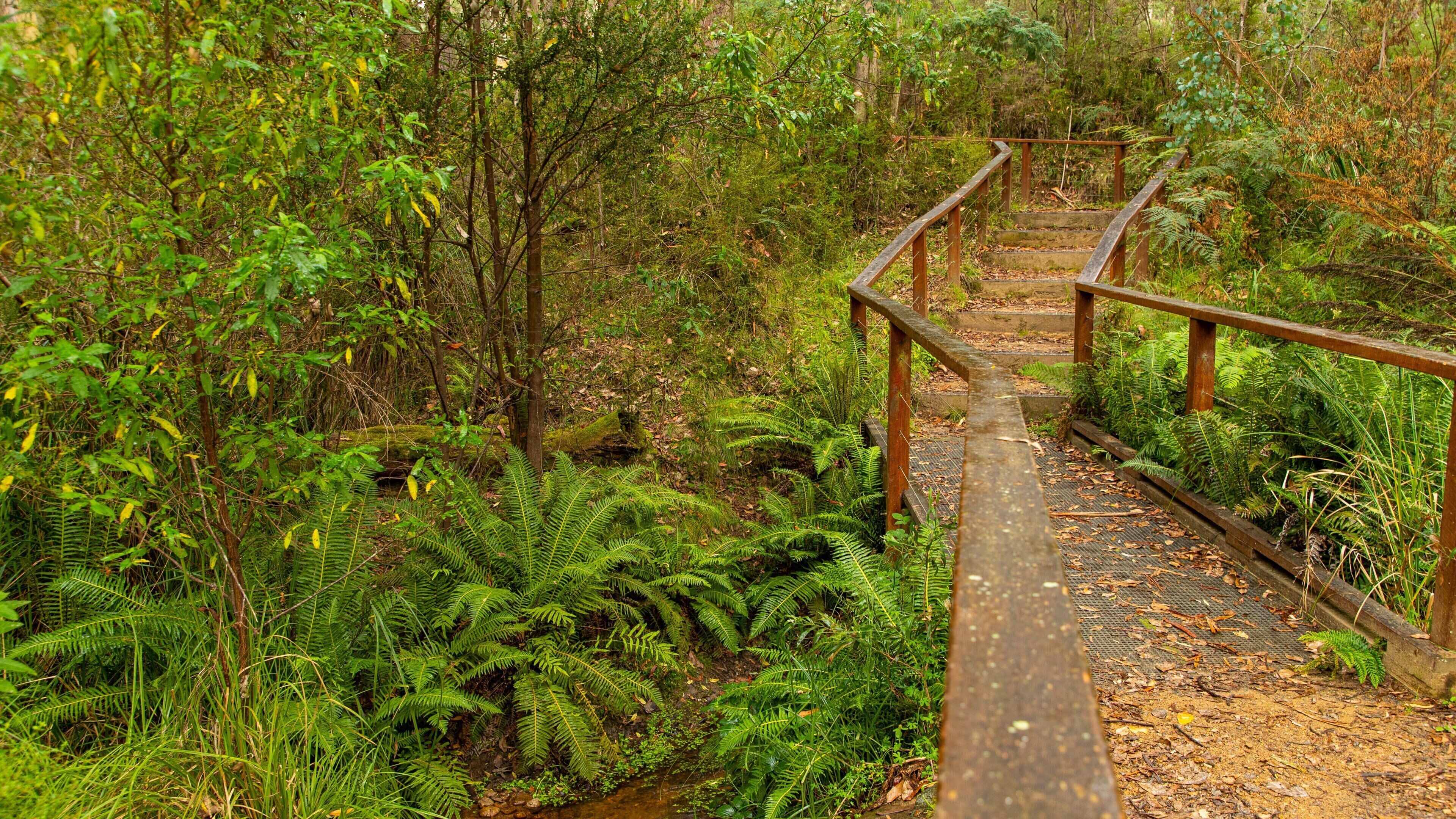 Stringybark Reserve which includes forests
