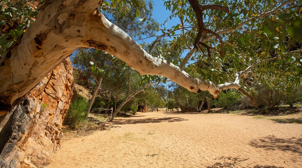 Yeperenye-Emily and Jessie Gaps Nature Park which includes desert views