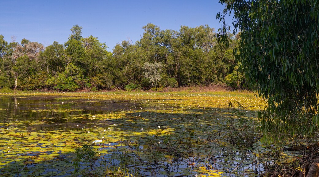 Manton Dam Recreation Area showing wildflowers, a pond and a lake or waterhole