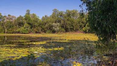 Manton Dam Recreation Area showing wildflowers, a pond and a lake or waterhole