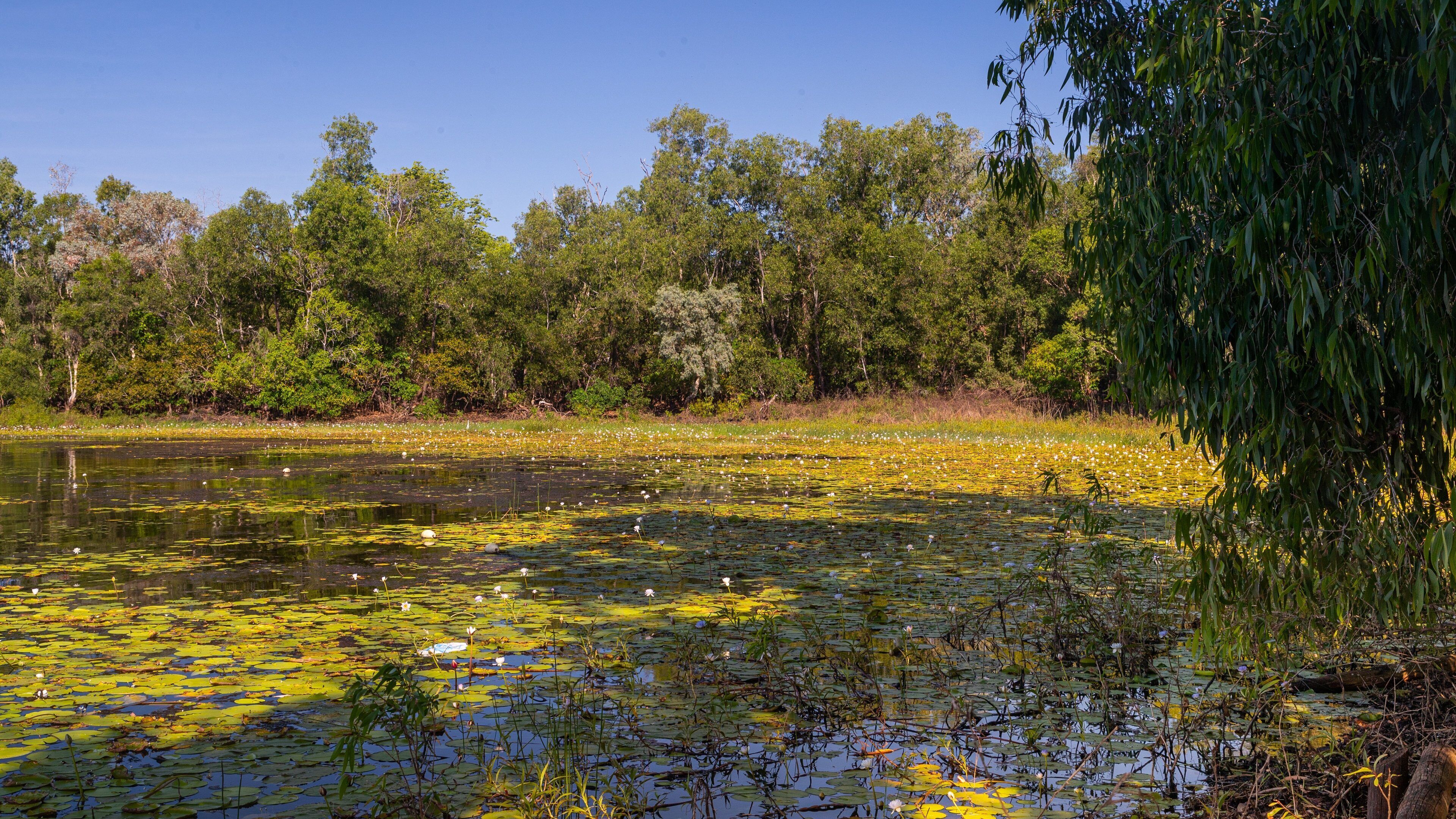 A pond with lily pads and waterfowl, surrounded by dense trees and vegetation.