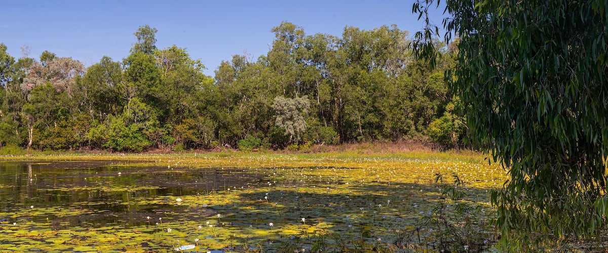 A pond with lily pads and waterfowl, surrounded by dense trees and vegetation.