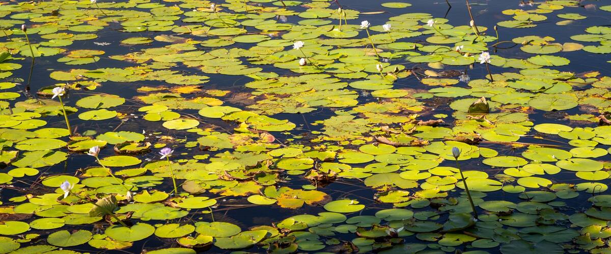 Manton Dam Recreation Area which includes wildflowers and a pond