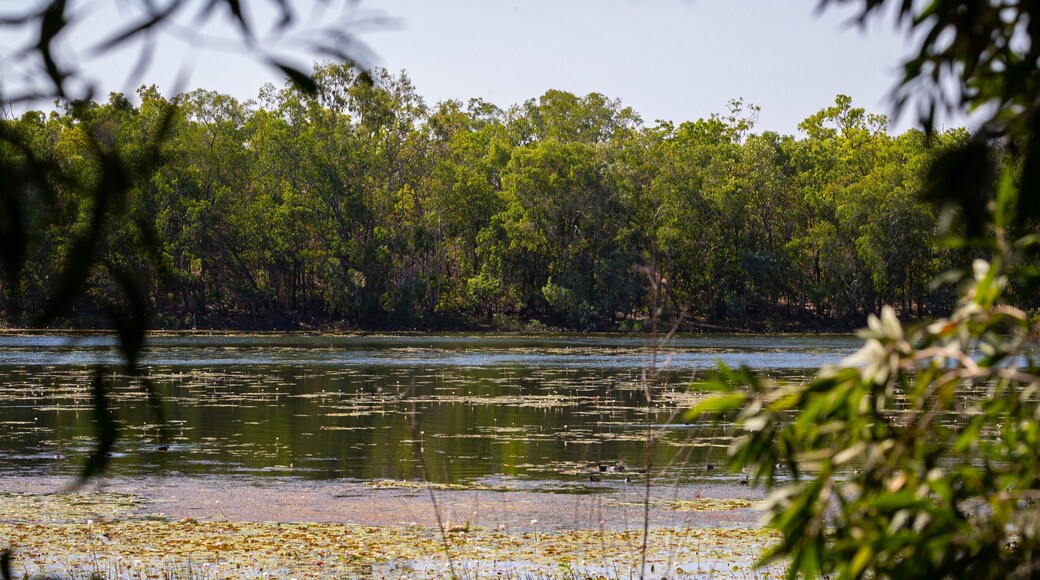Manton Dam Recreation Area showing a pond and wetlands