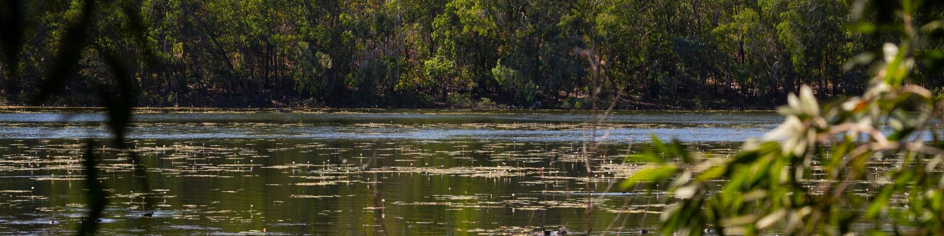 Manton Dam Recreation Area showing a pond and wetlands