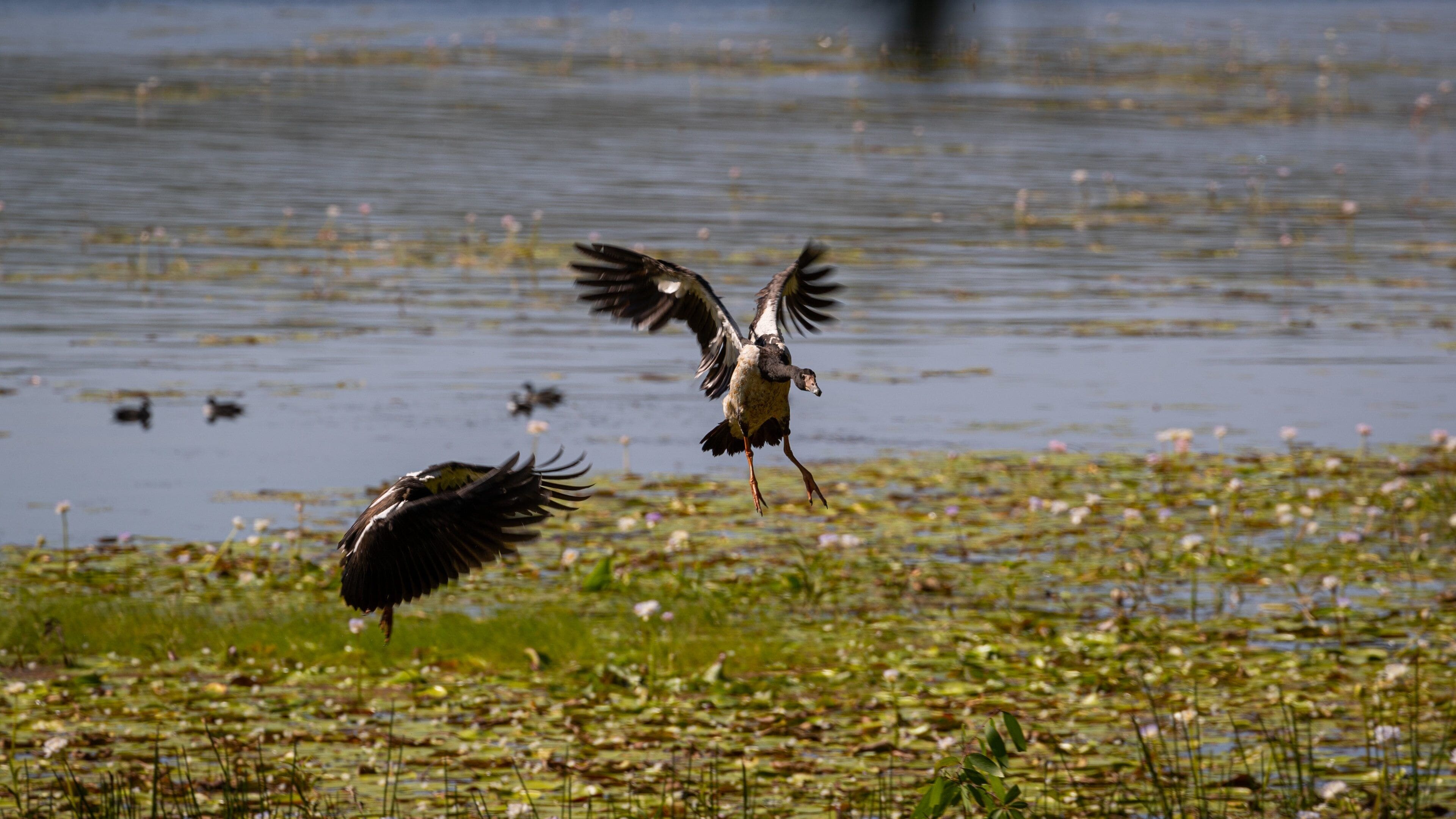 Manton Dam Recreation Area which includes a pond and bird life