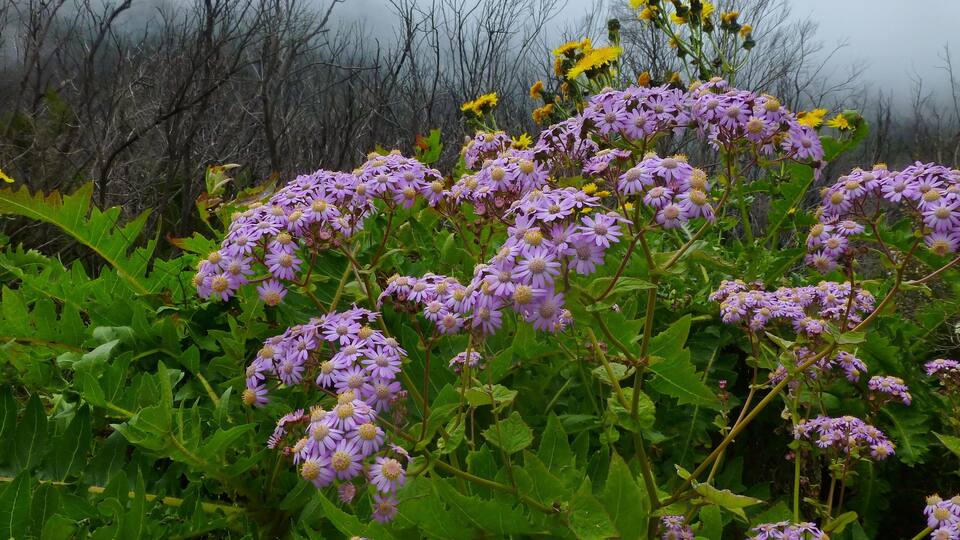 A field of purple flowers with green foliage and a backdrop of leafless trees.
