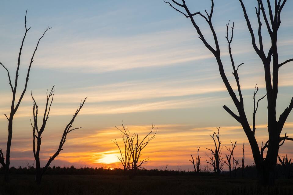 A sunset over a field of leafless trees.