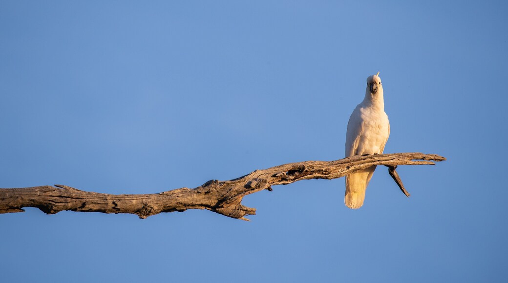 Benalla Rural City featuring bird life
