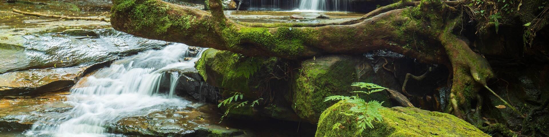 A multi-tiered waterfall in a forested area with moss-covered rocks and ferns.