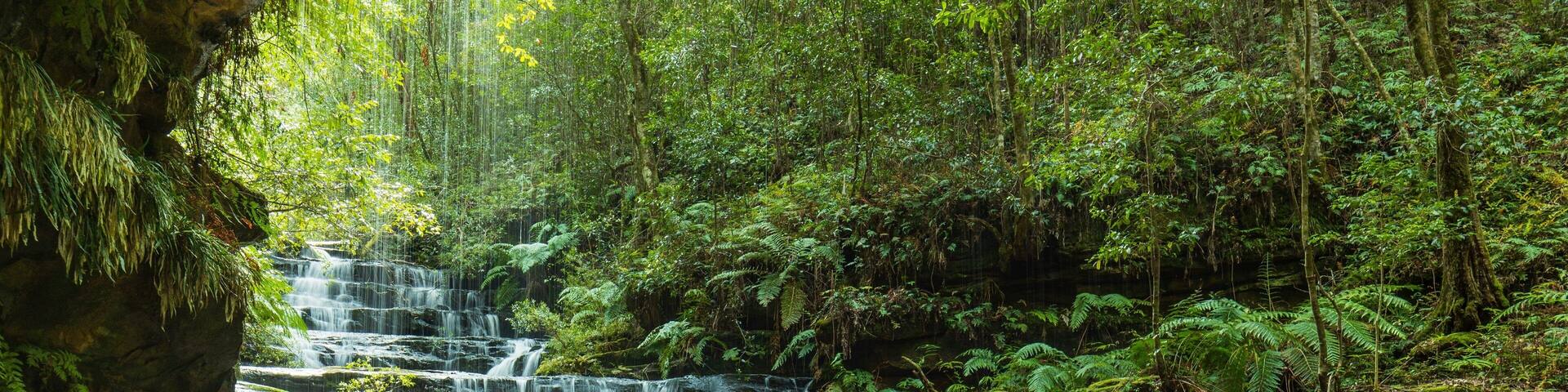 Una cascada escalonada en un bosque exuberante.