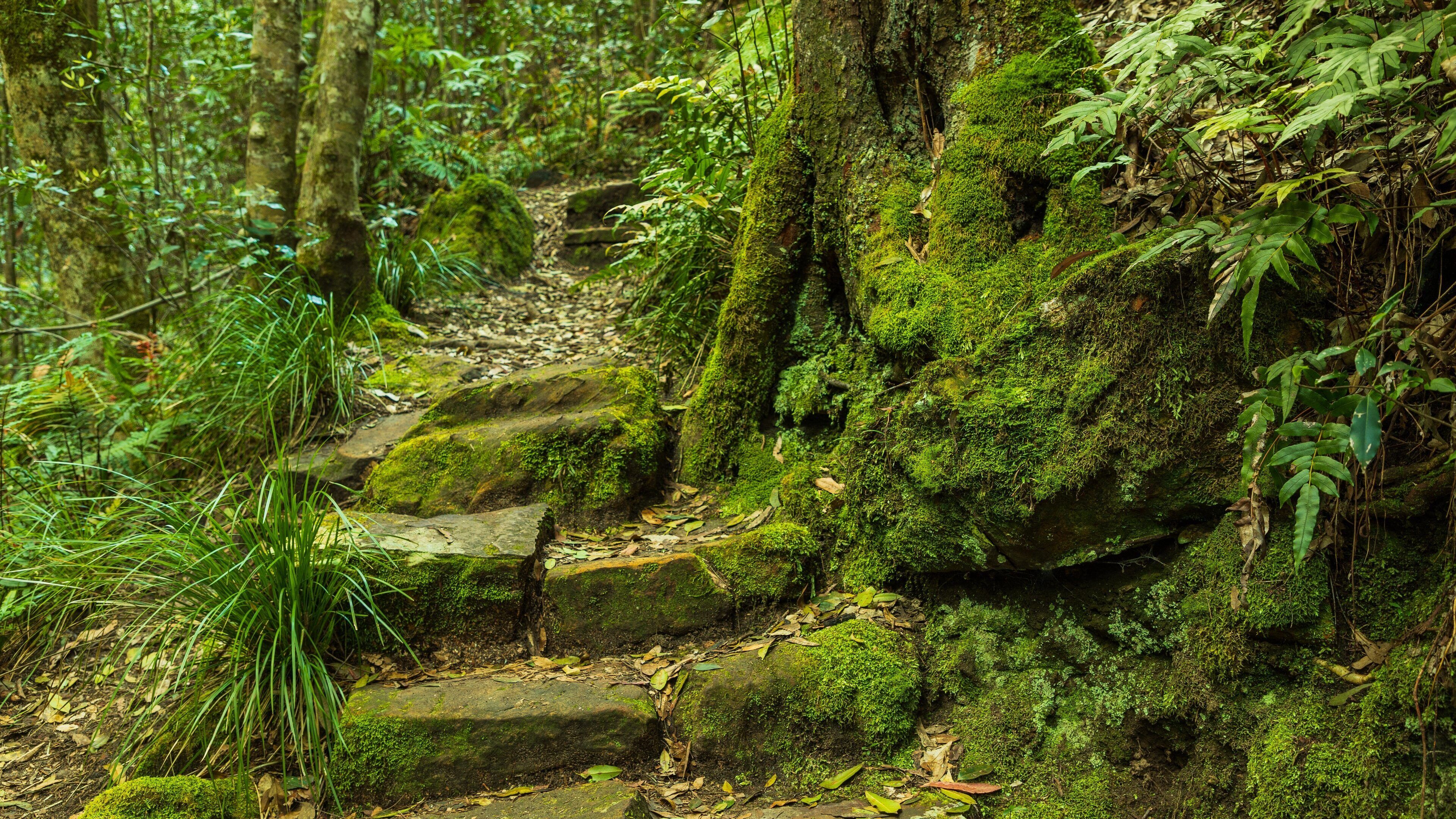 Terrace Falls Reserve featuring forest scenes