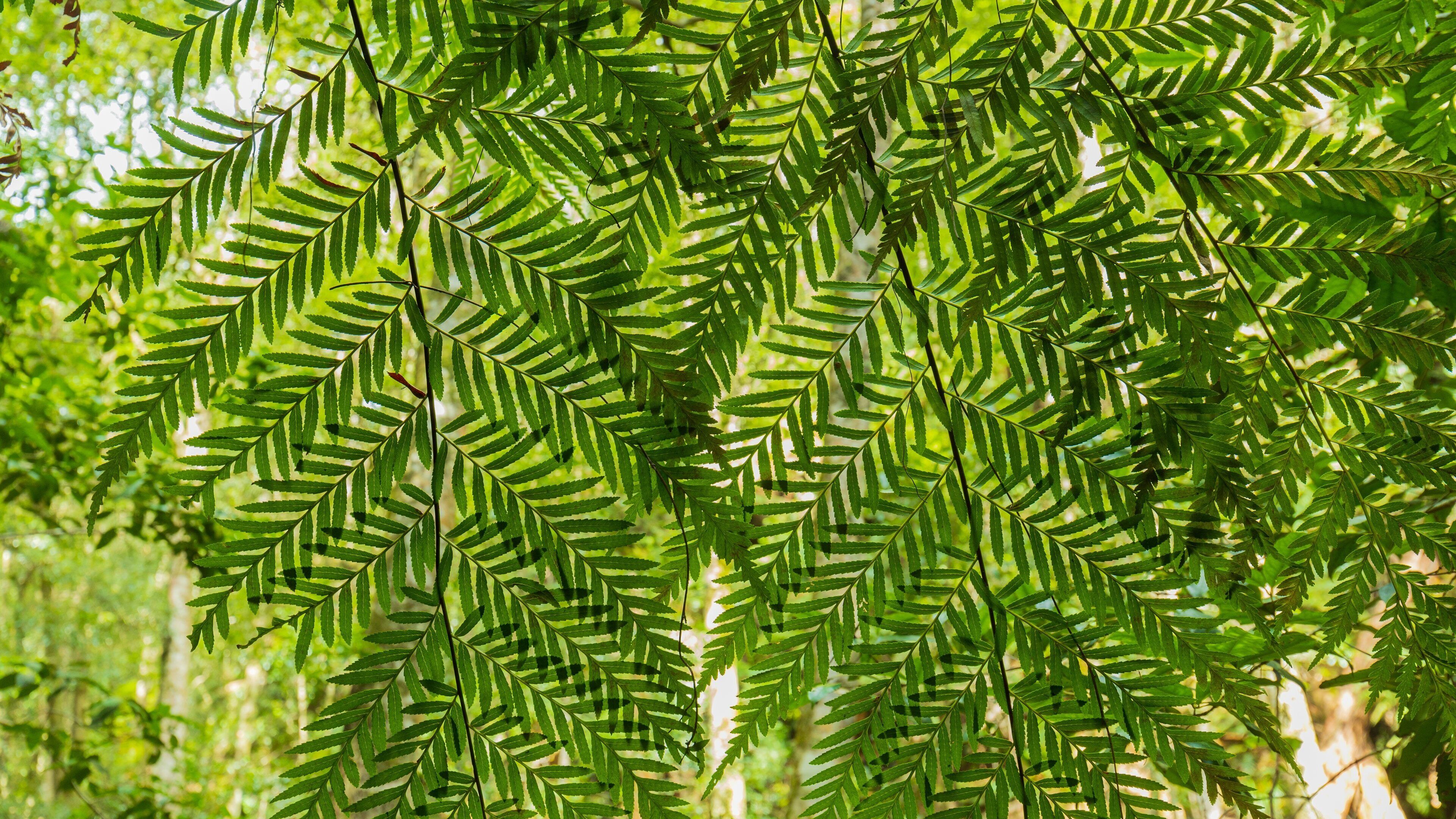 Terrace Falls Reserve showing forest scenes
