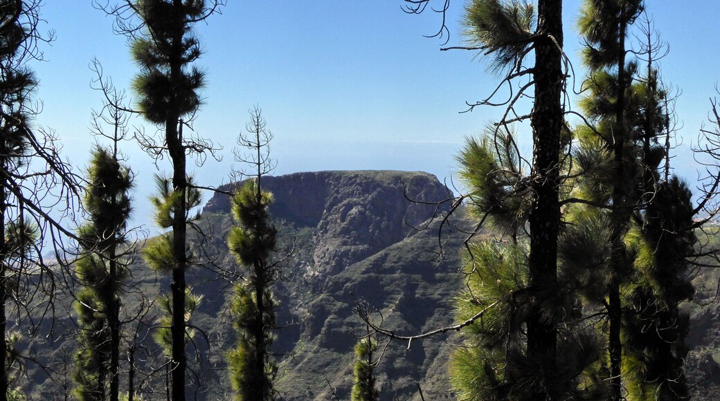 Biosphere Reserve La Gomera, Pinus canariensis, recovering from wildfire (2012), view to La Fortaleza (core area)