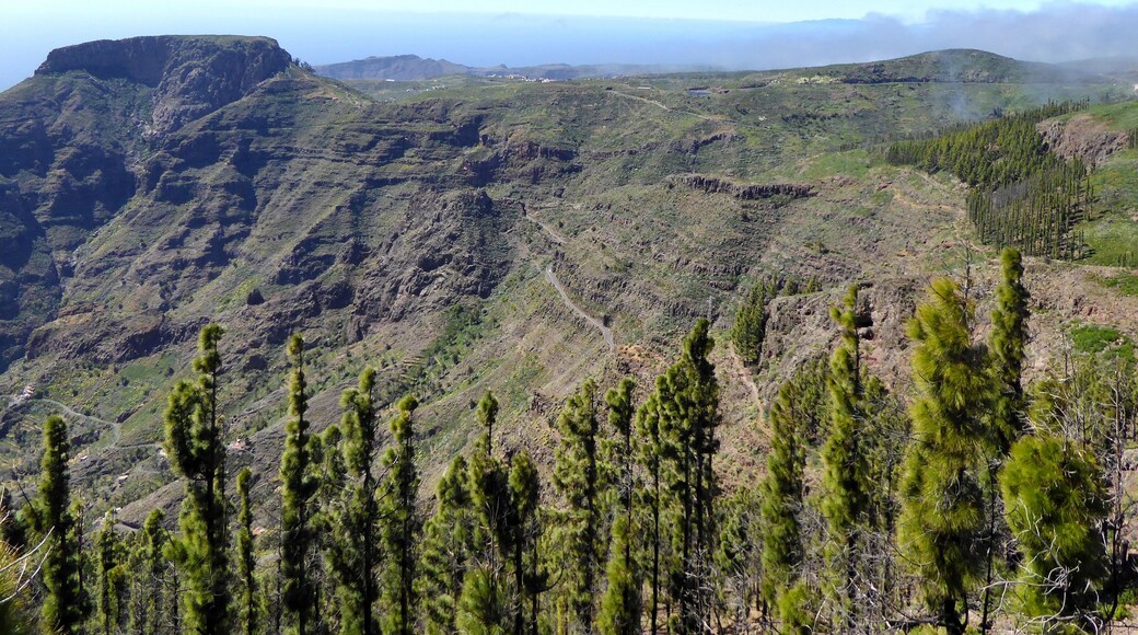Biosphere Reserve La Gomera, Pinus canariensis, recovering from wildfire (2012), view to La Fortaleza (core area)