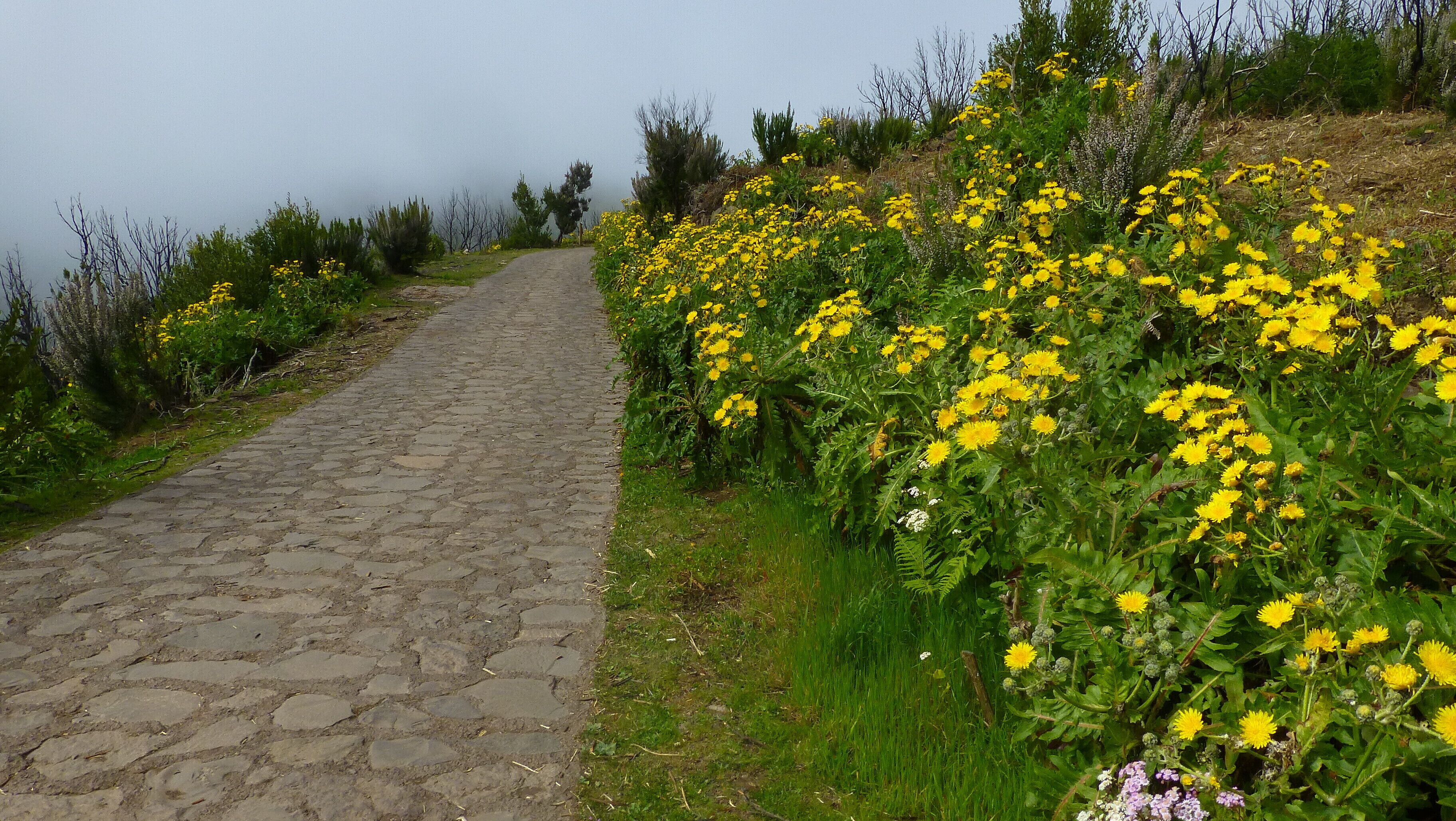 Biosphere Reserve La Gomera, hiking trail to Alto de Garajonay (core area), Sonchus hierrensis in bloom