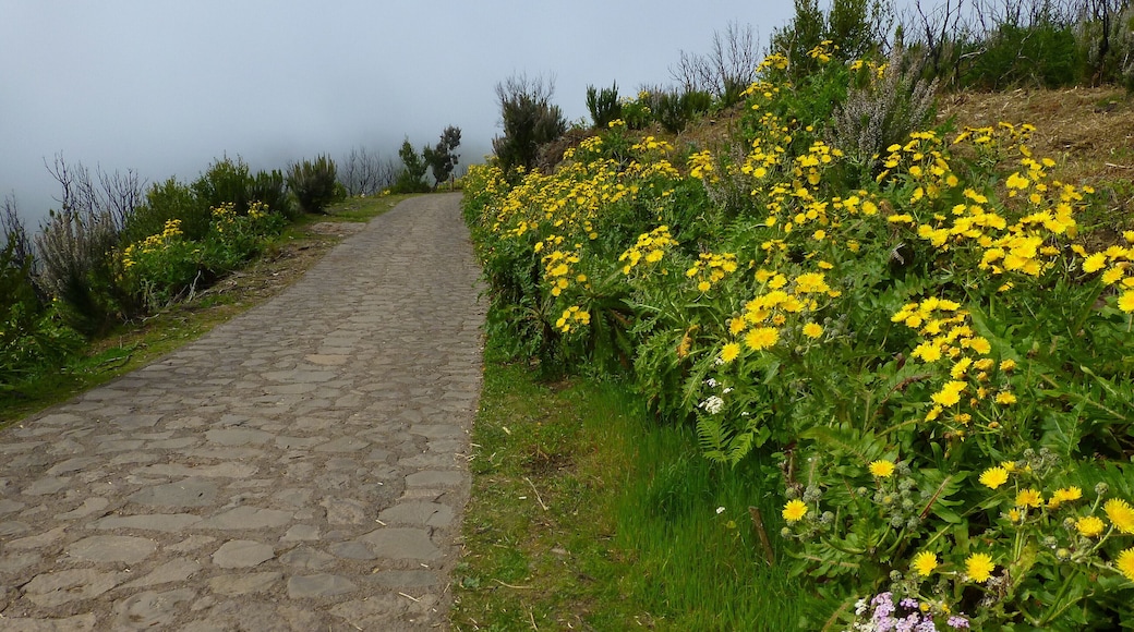 Biosphere Reserve La Gomera, hiking trail to Alto de Garajonay (core area), Sonchus hierrensis in bloom