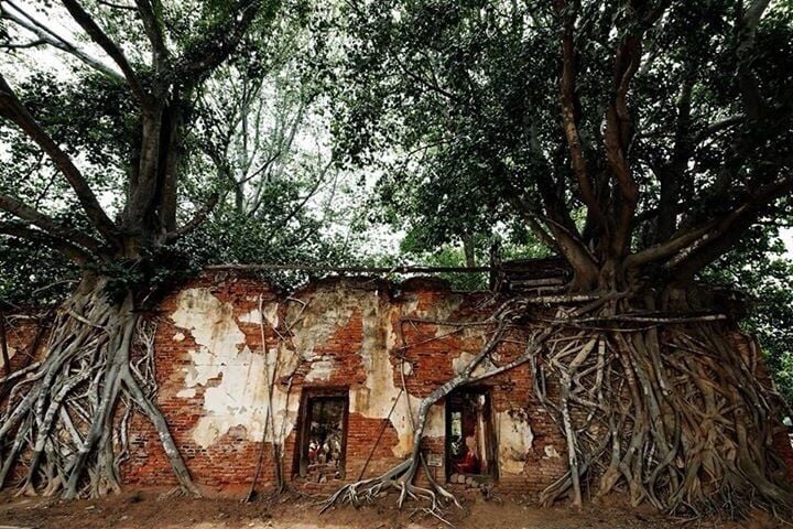 This is an old temple , called "Sang Kra Tai", built hundreds of years ago.
There is no monks now .The  trees that grow on the wall and spread the roots all over made this place misters and intereting.

