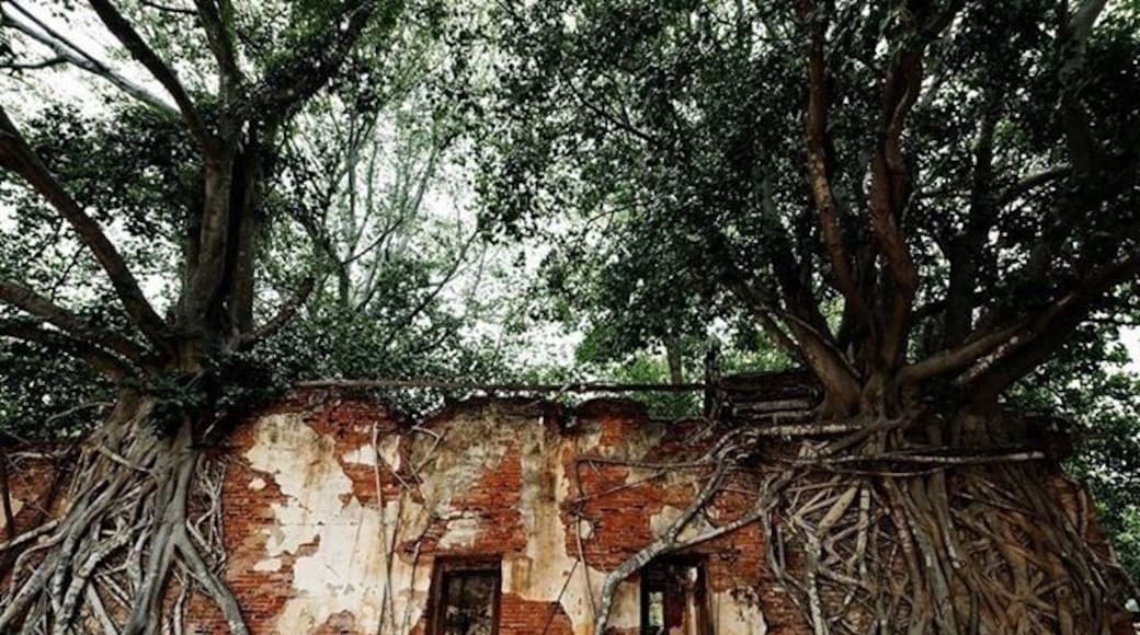 This is an old temple , called "Sang Kra Tai", built hundreds of years ago.
There is no monks now .The trees that grow on the wall and spread the roots all over made this place misters and intereting.