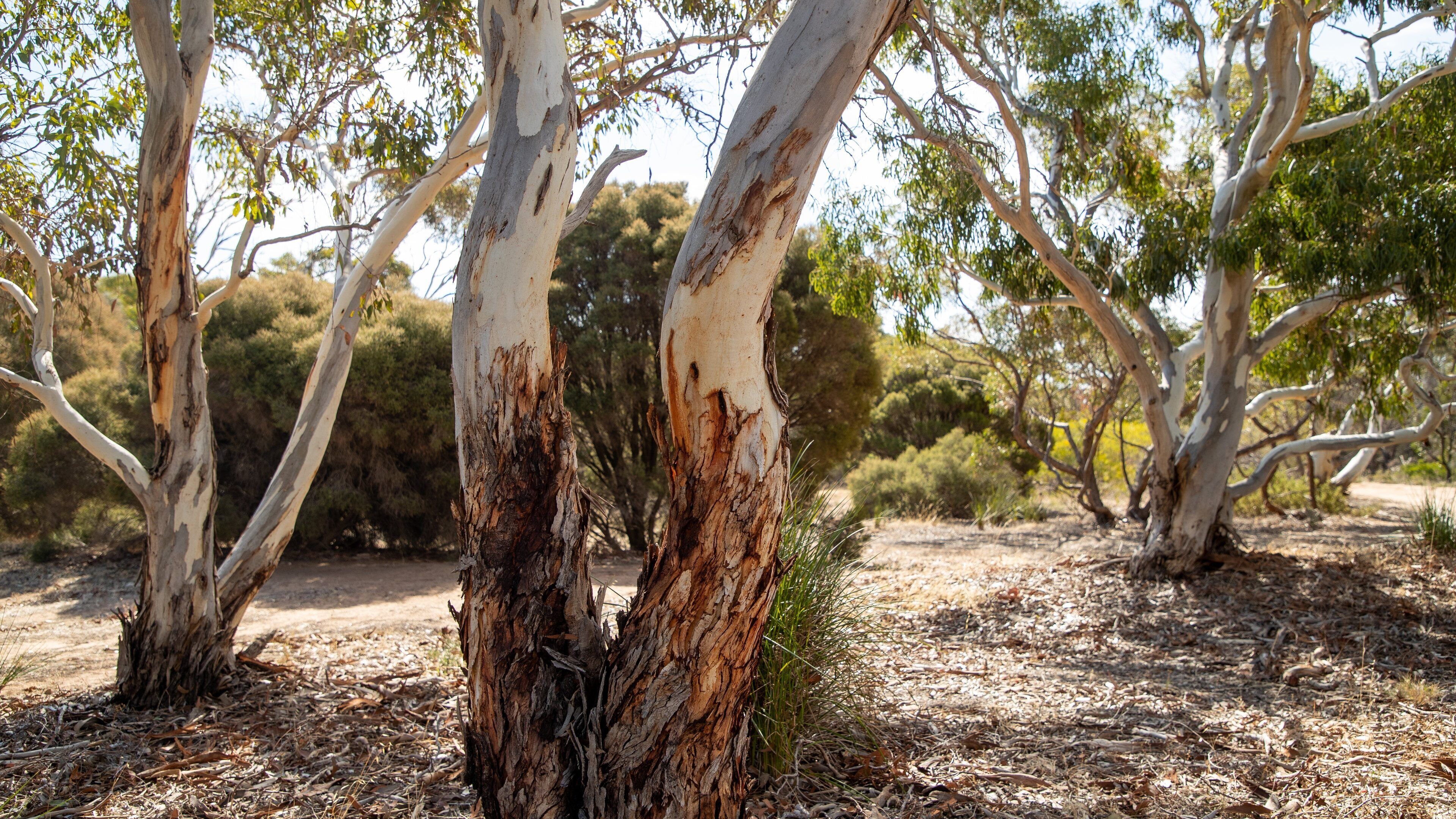 Hallett Cove Conservation Park featuring a garden