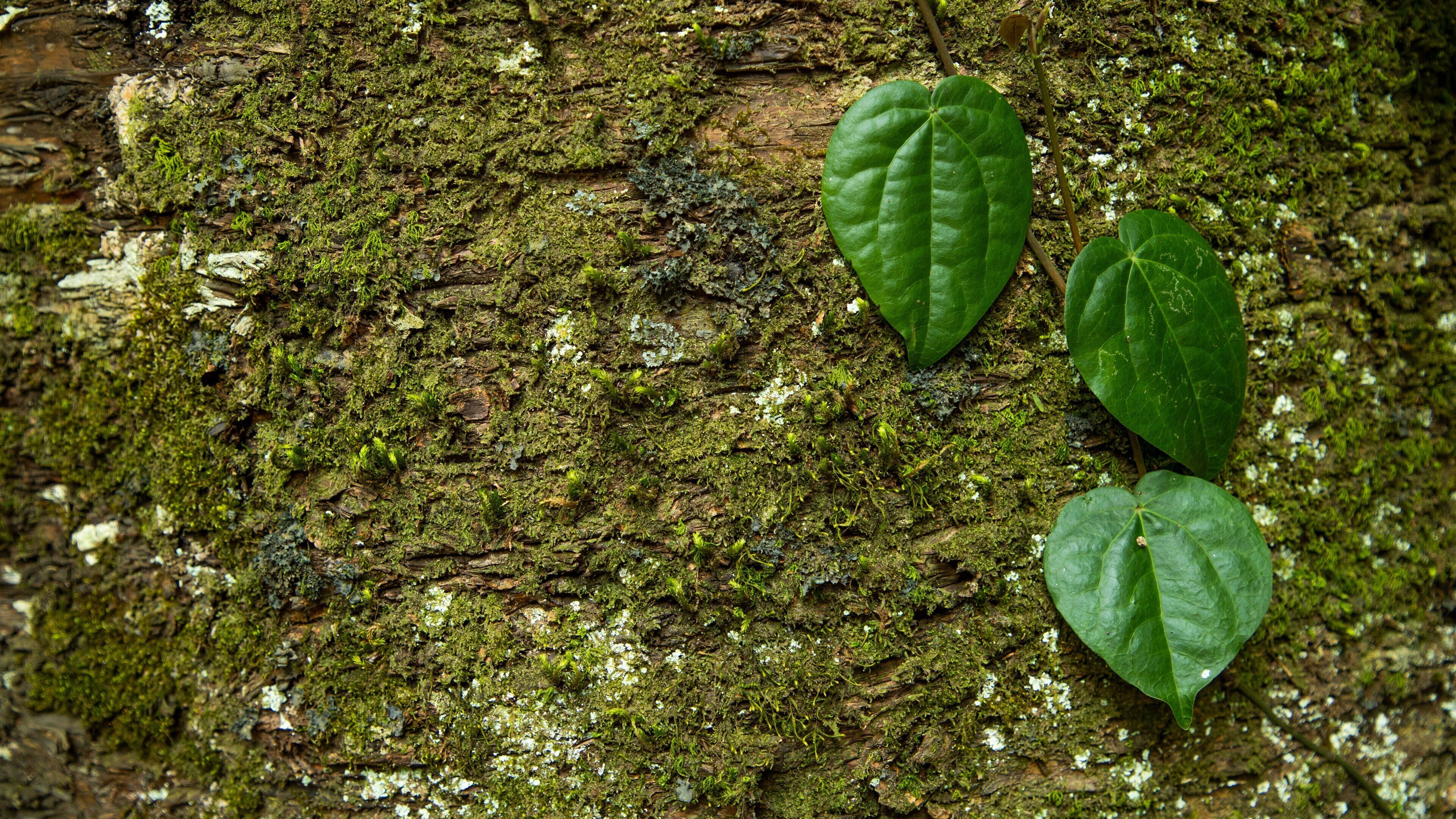 Malanda Falls Conservation Park