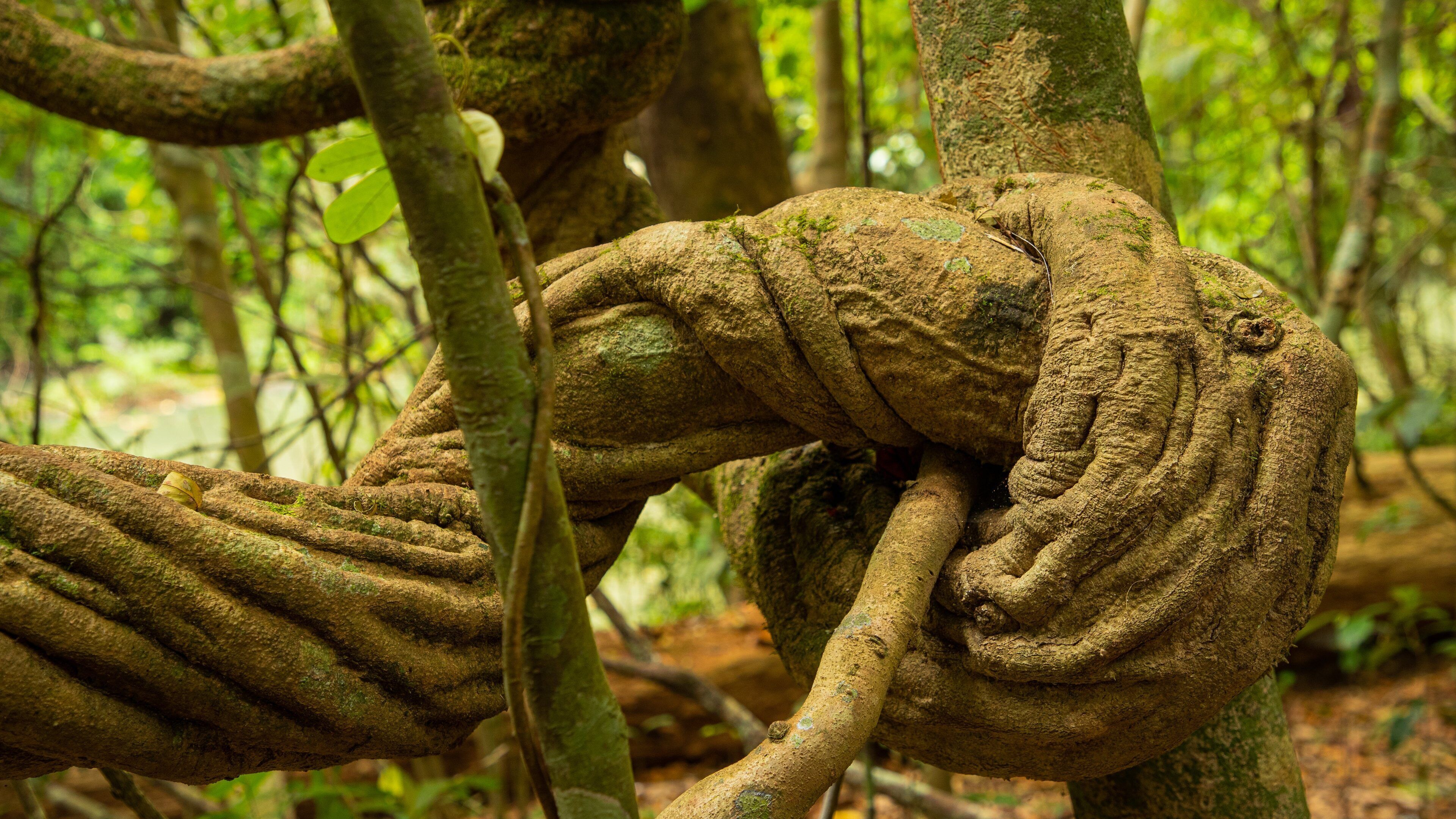 Malanda Falls Conservation Park which includes forests