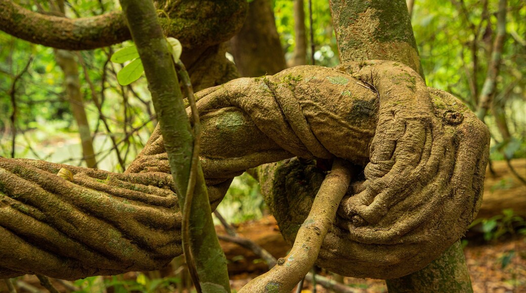 Malanda Falls Conservation Park which includes forests