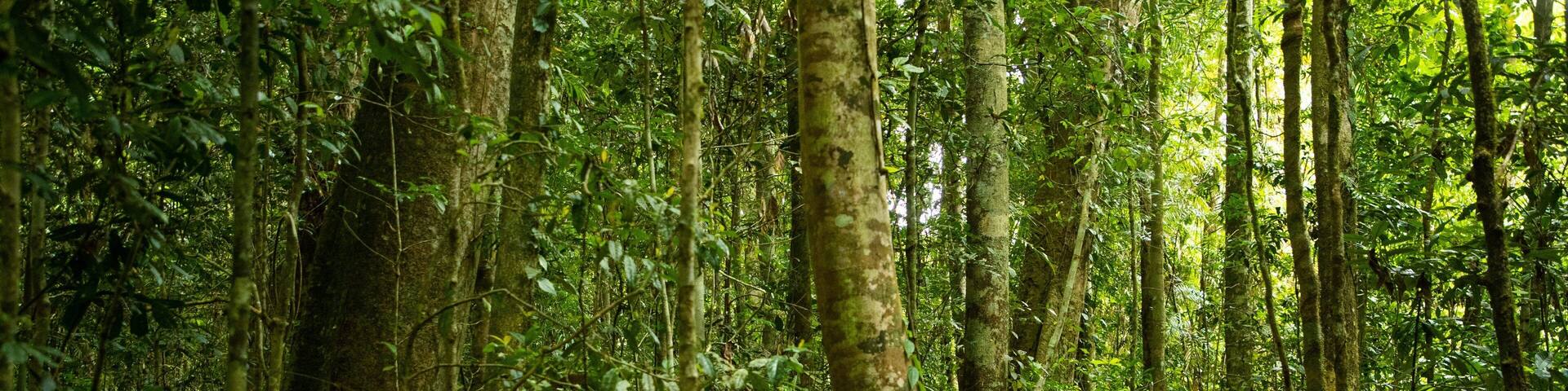 A dense forest with tall trees and a narrow path.