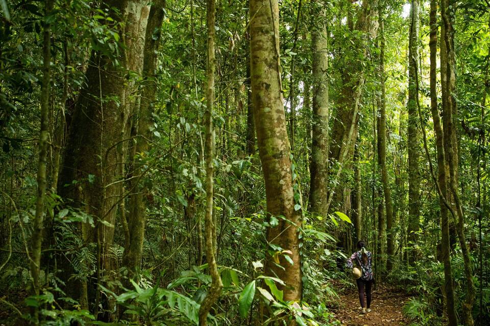 Uma floresta densa com árvores altas e uma trilha estreita.