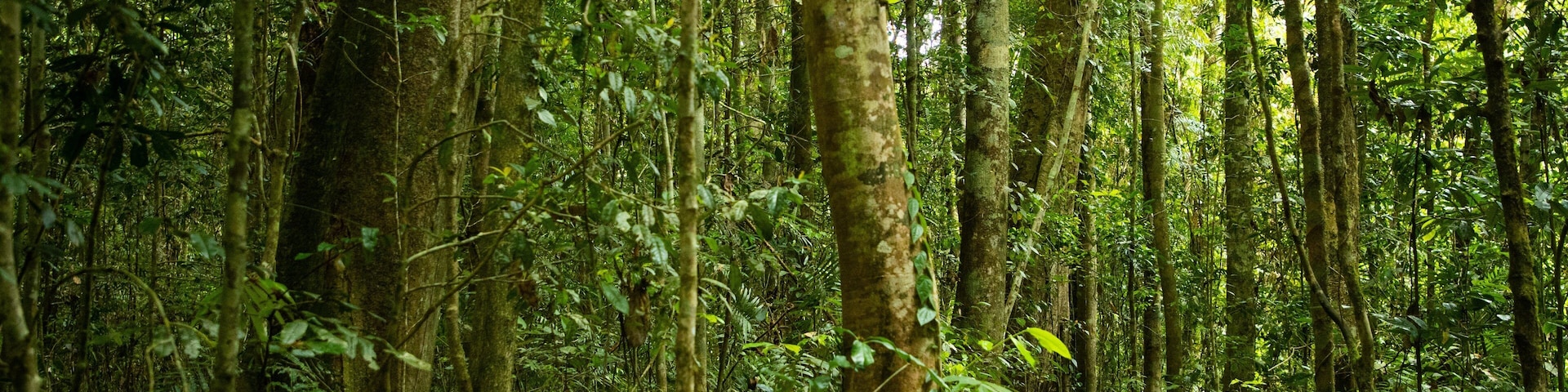 Malanda Falls Conservation Park featuring forests as well as an individual femail