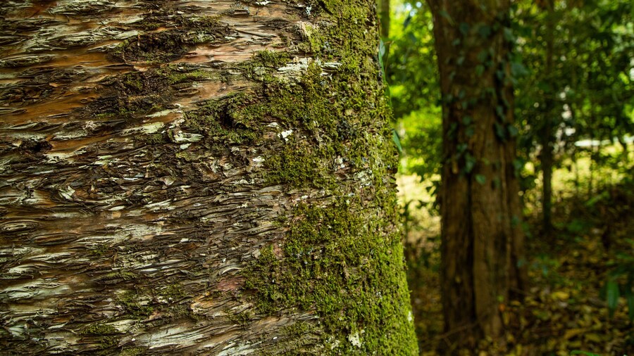 Malanda Falls Conservation Park featuring a park