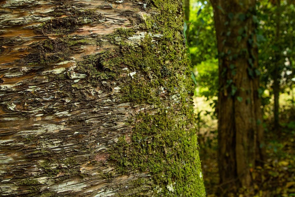 A tree trunk with moss and a forest background.