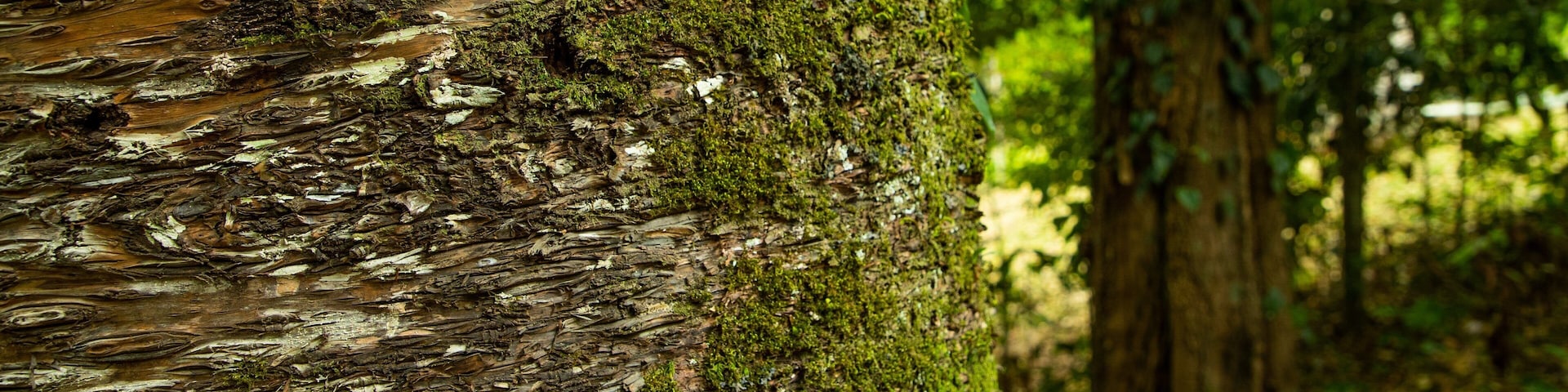 Malanda Falls Conservation Park featuring a park