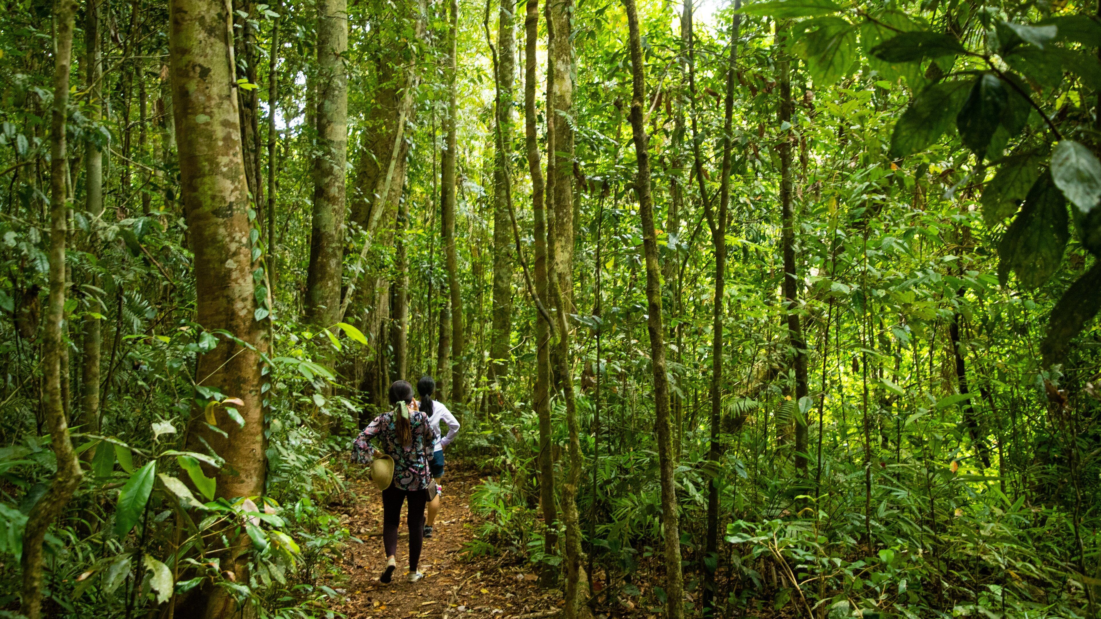 Malanda Falls Conservation Park which includes a garden and forest scenes as well as a couple