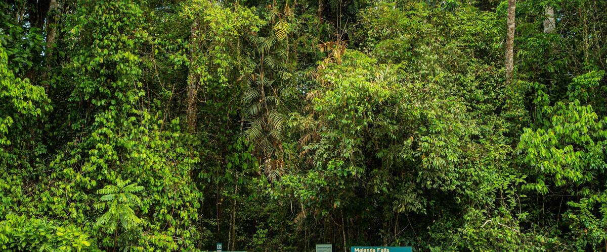 Malanda Falls Conservation Park which includes forests and signage