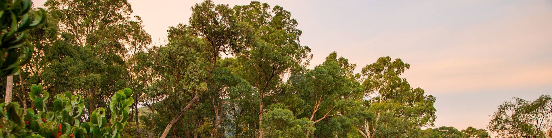 Centenary Park Streamside Reserve
