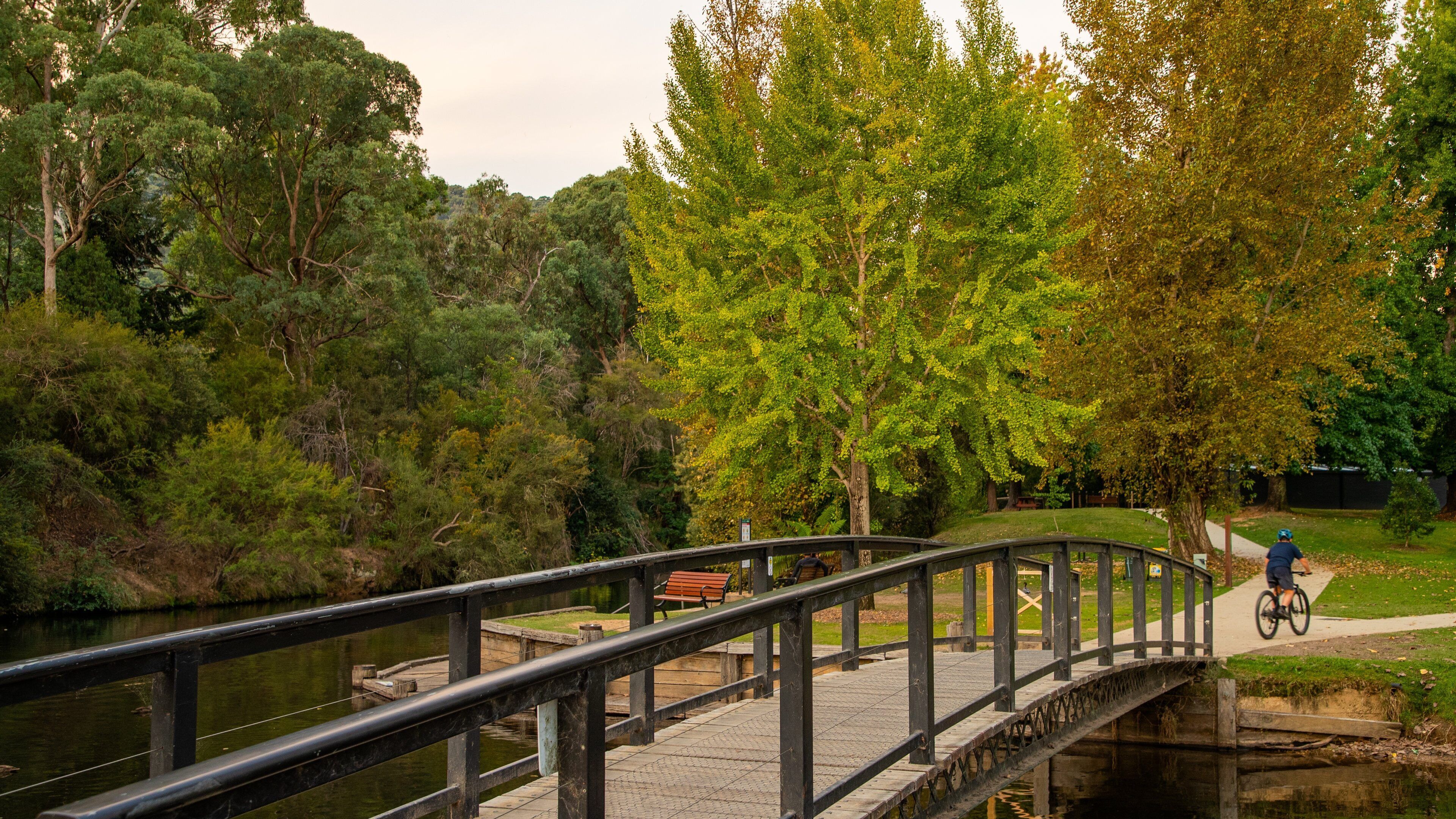 Centenary Park Streamside Reserve showing a park and a bridge
