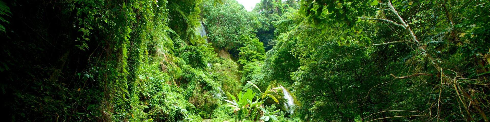 Mele Cascades featuring rainforest and a cascade