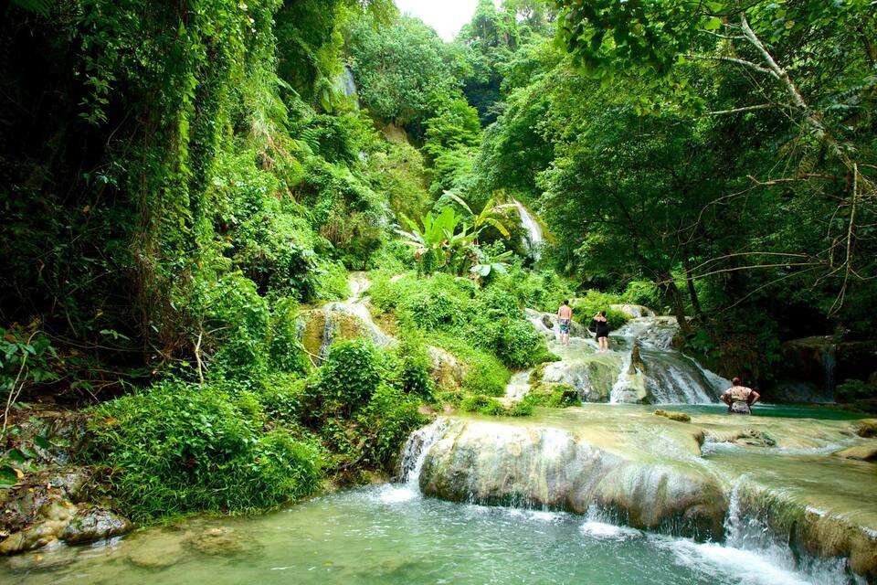A lush green forest with a small waterfall and a clear stream.