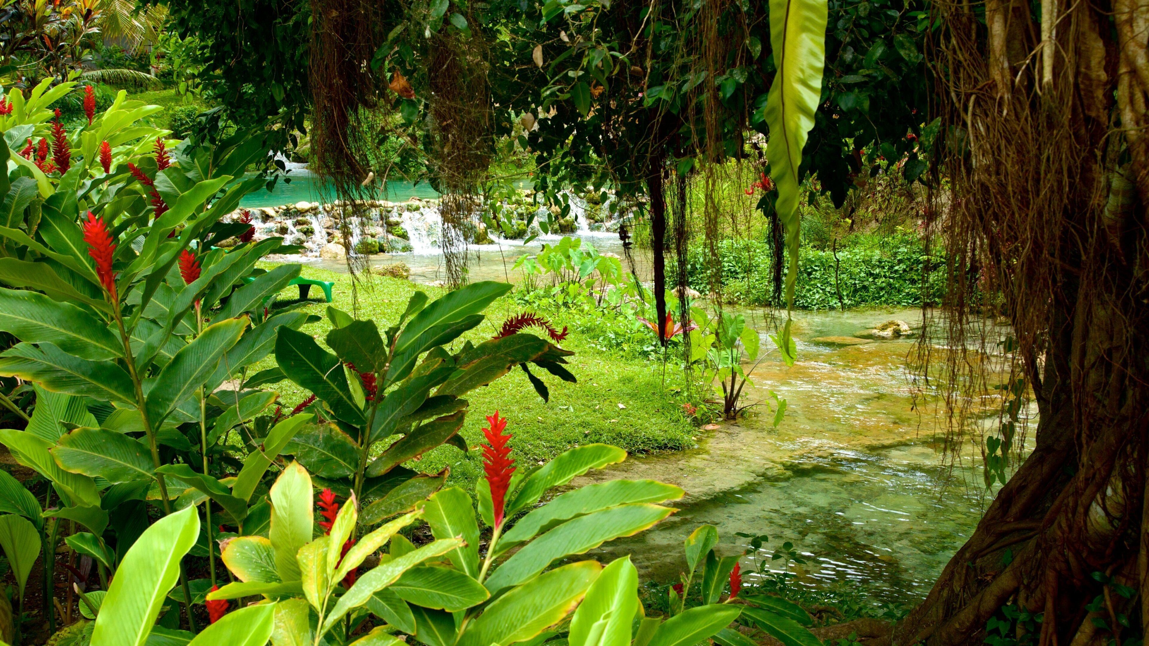 Cascades de Mele montrant scènes tropicales, fleurs sauvages et fleurs