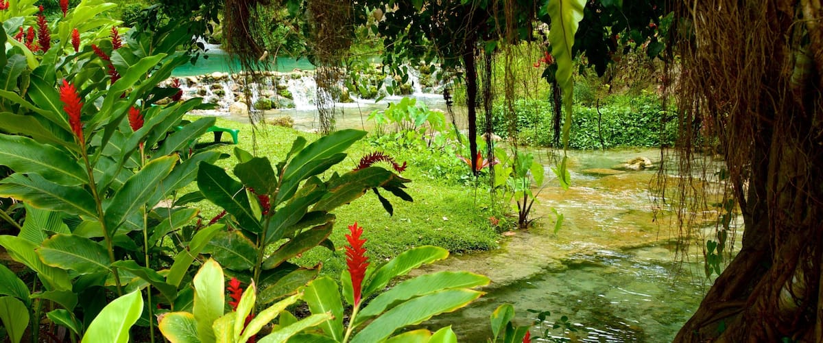 Mele Cascades featuring wild flowers, tropical scenes and flowers