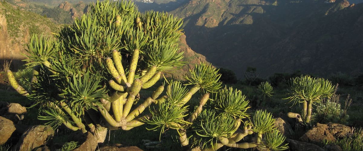 Peaks of Gran Canaria 3