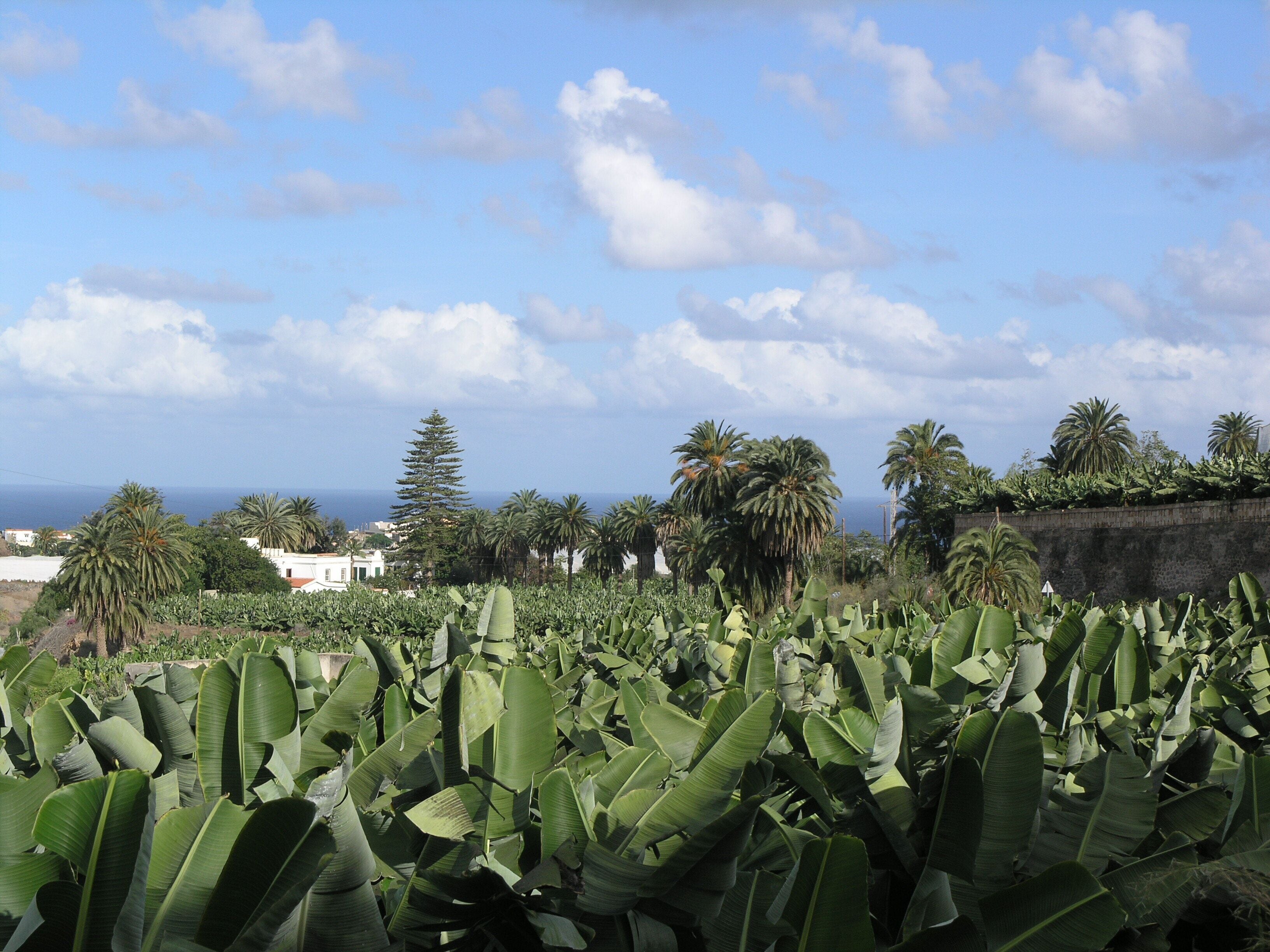 Paisagem costeira com bananeiras, palmeiras e vista para o mar.