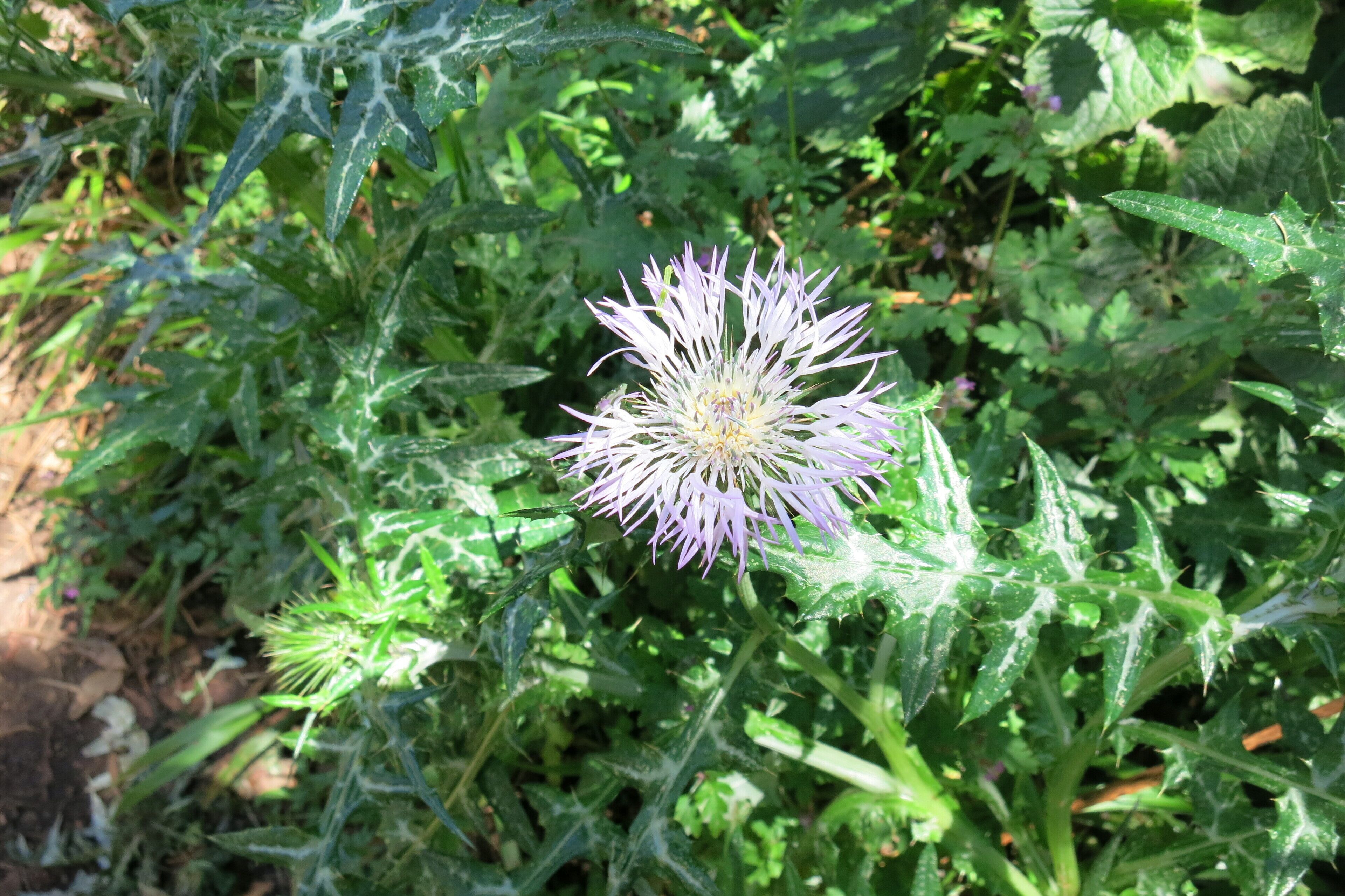 unbekannte Pflanze auf La Palma