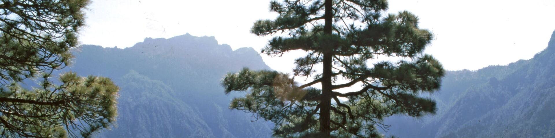 A group of people on a mountain trail with pine trees and a view of a valley.